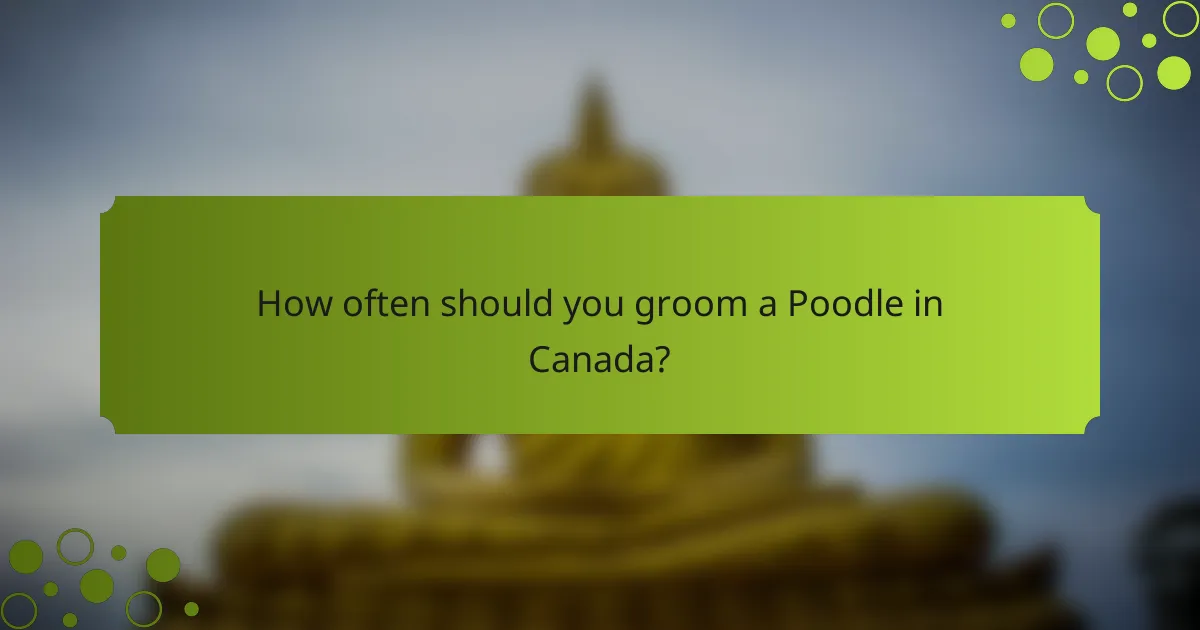 How often should you groom a Poodle in Canada?