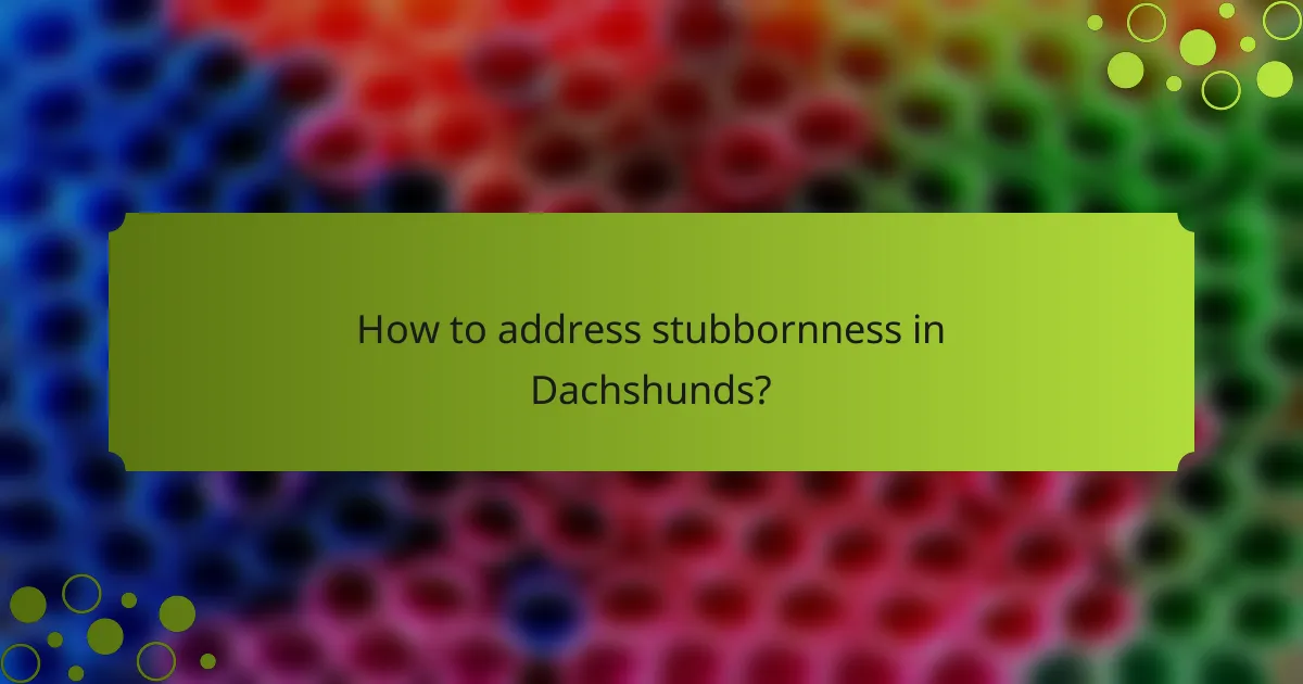 How to address stubbornness in Dachshunds?