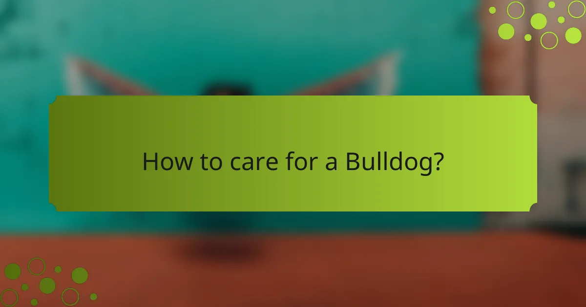How to care for a Bulldog?