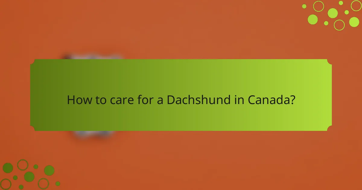 How to care for a Dachshund in Canada?