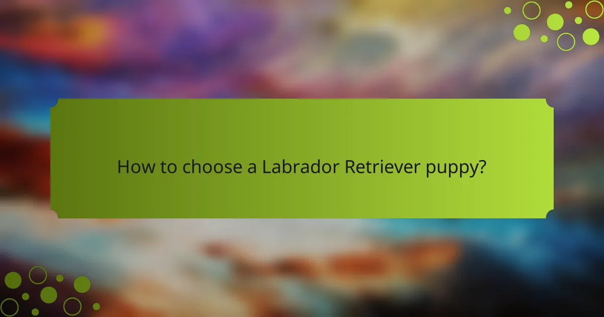 How to choose a Labrador Retriever puppy?