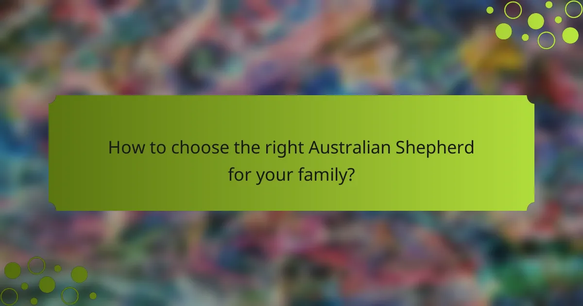 How to choose the right Australian Shepherd for your family?