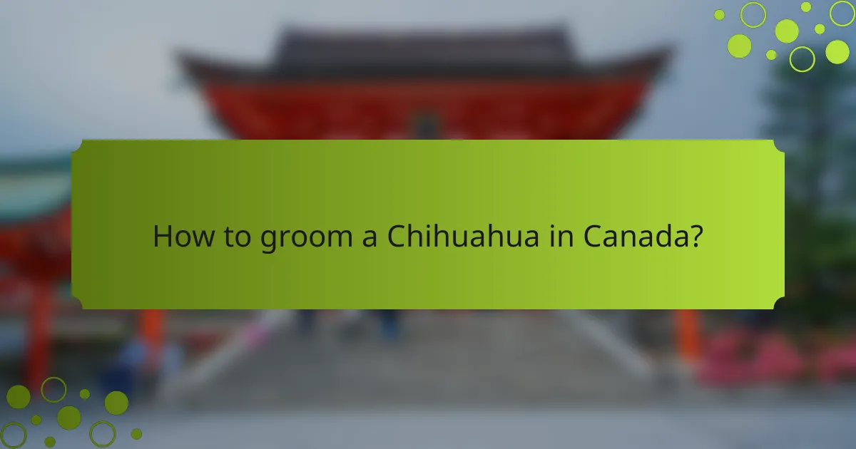 How to groom a Chihuahua in Canada?