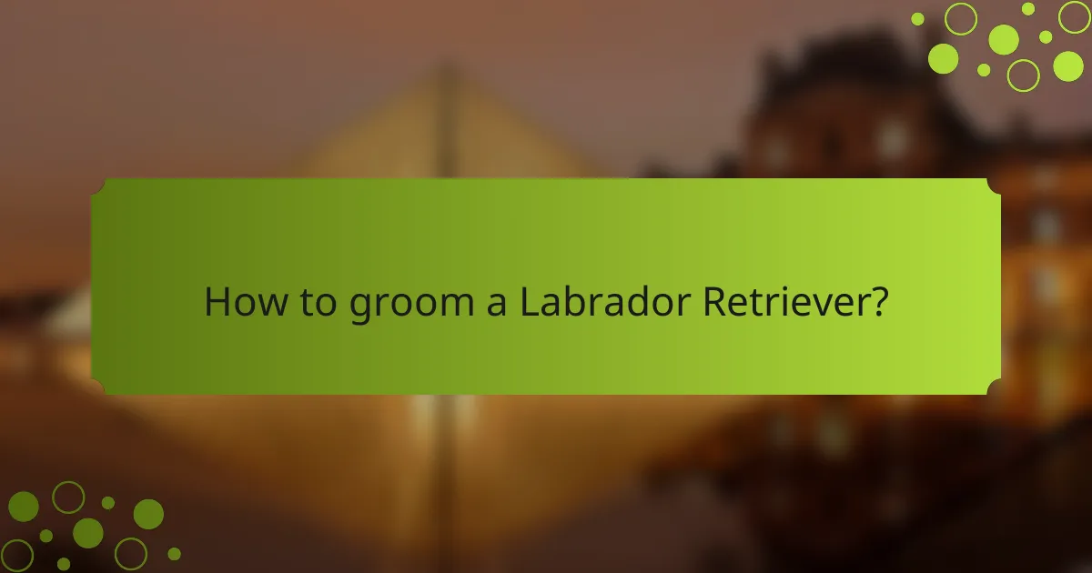 How to groom a Labrador Retriever?