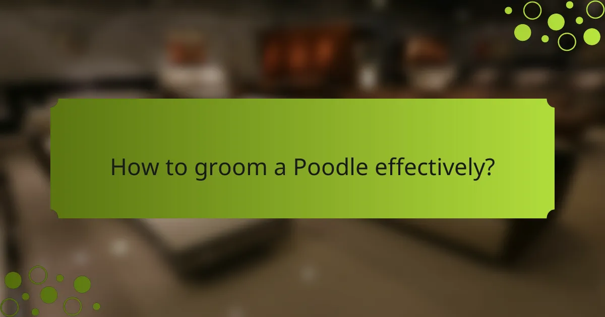 How to groom a Poodle effectively?