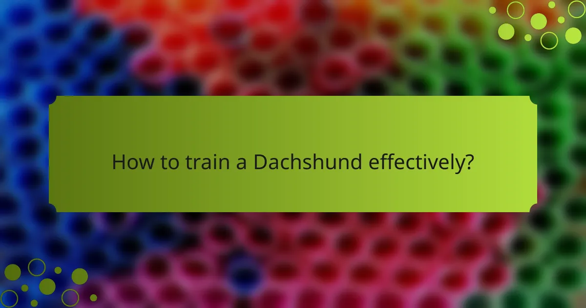 How to train a Dachshund effectively?