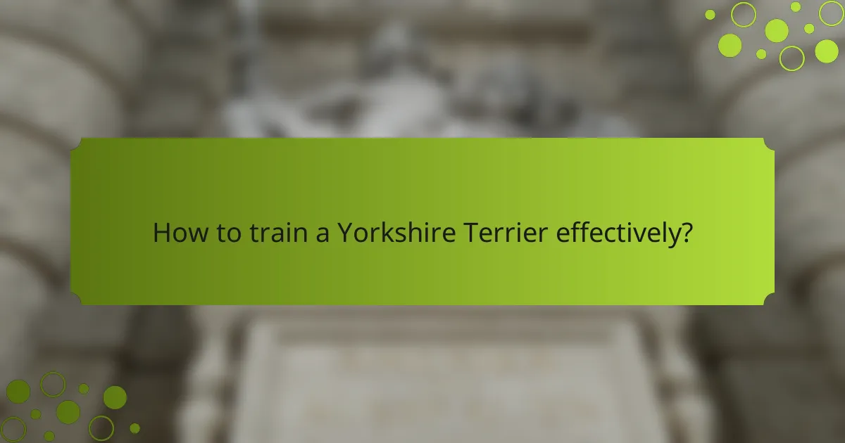 How to train a Yorkshire Terrier effectively?