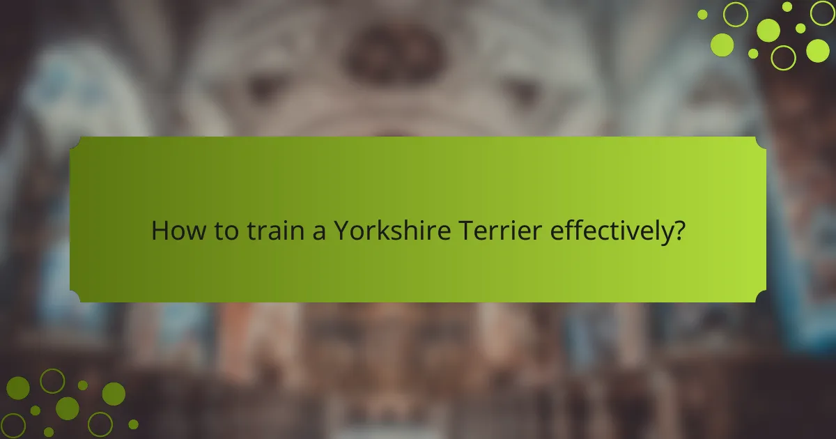 How to train a Yorkshire Terrier effectively?