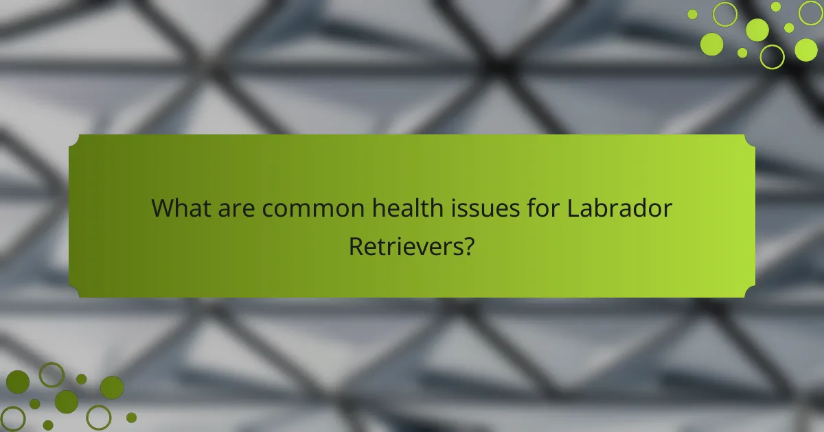 What are common health issues for Labrador Retrievers?