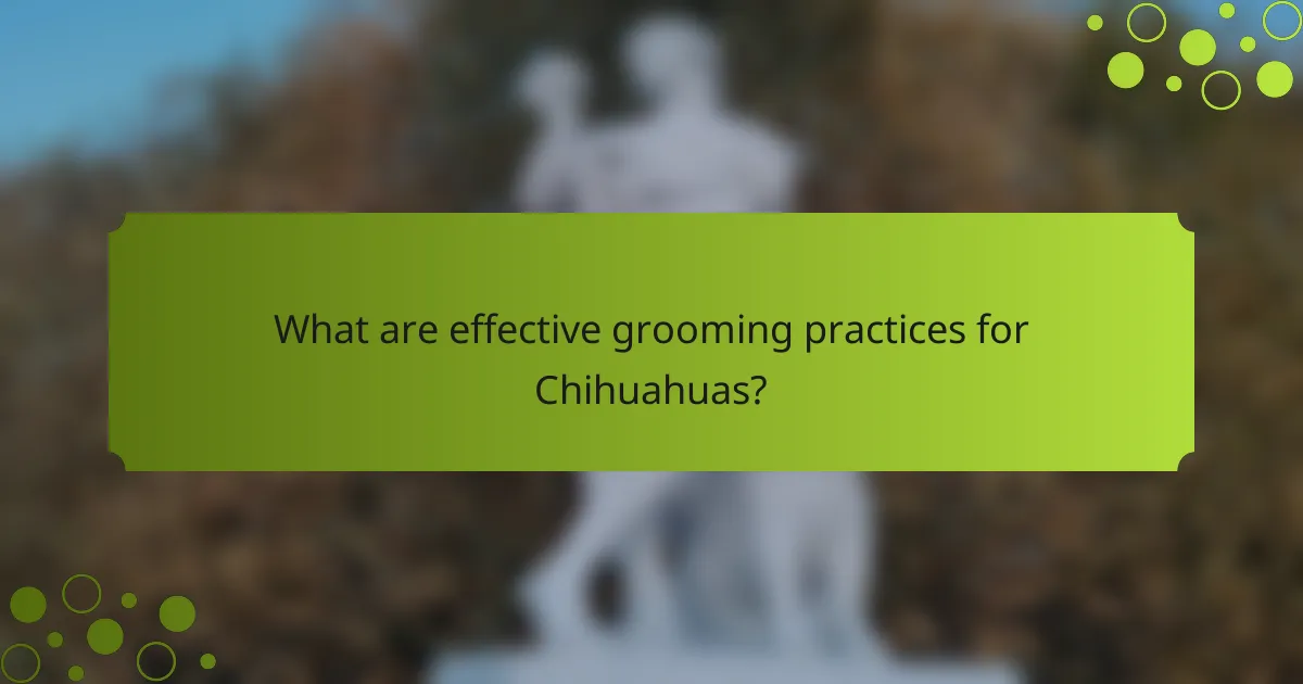 What are effective grooming practices for Chihuahuas?
