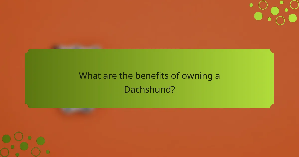 What are the benefits of owning a Dachshund?