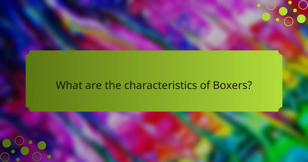 What are the characteristics of Boxers?