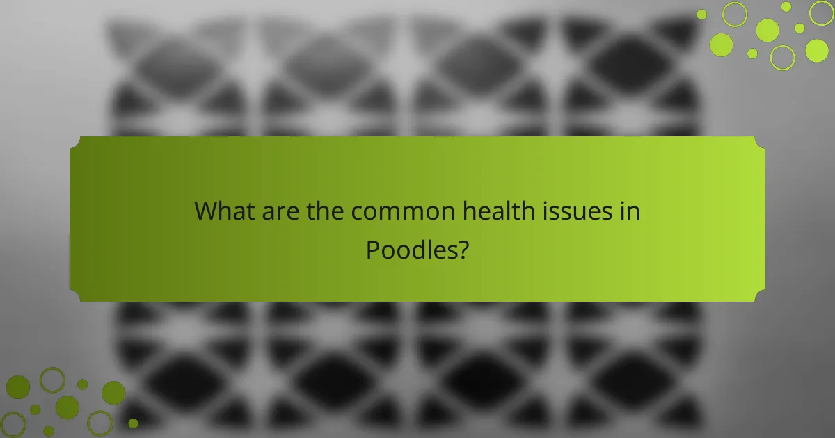 What are the common health issues in Poodles?