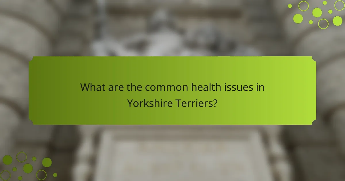 What are the common health issues in Yorkshire Terriers?
