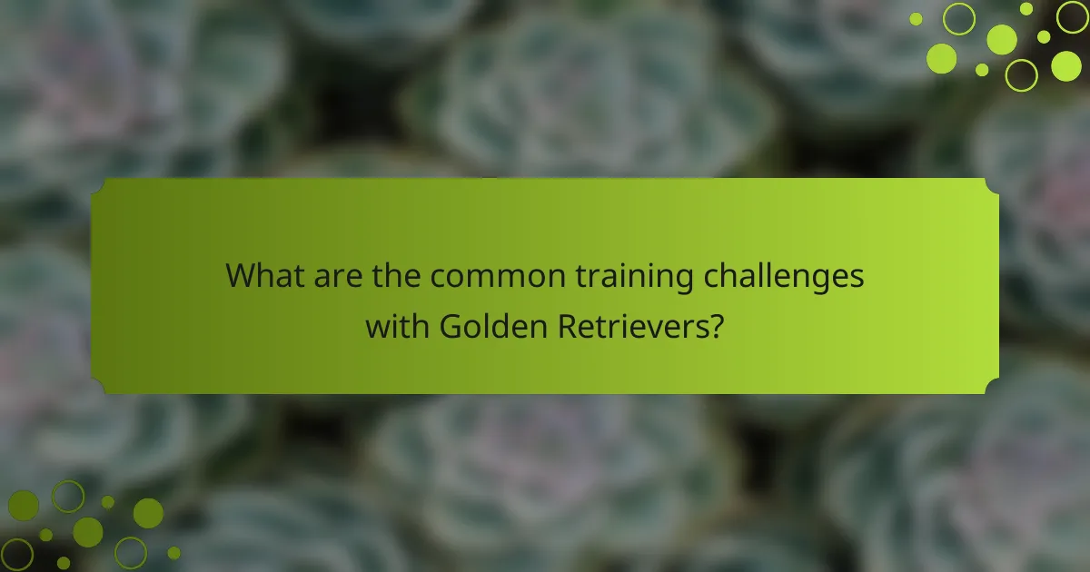 What are the common training challenges with Golden Retrievers?