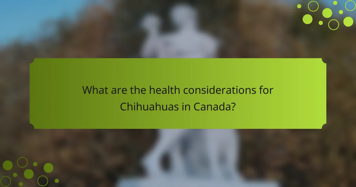 What are the health considerations for Chihuahuas in Canada?