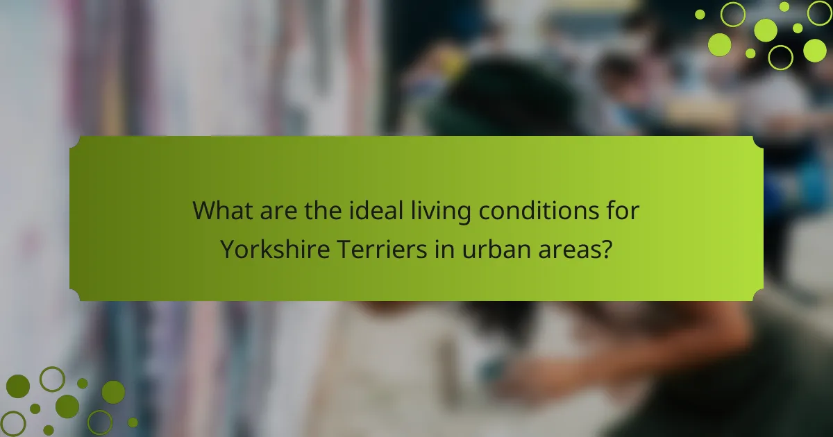 What are the ideal living conditions for Yorkshire Terriers in urban areas?