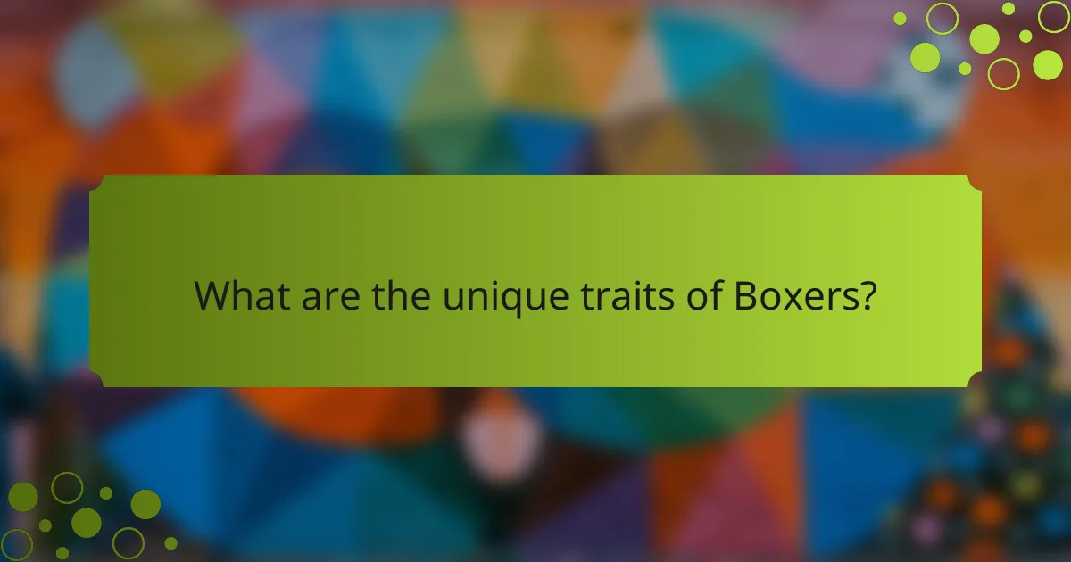 What are the unique traits of Boxers?