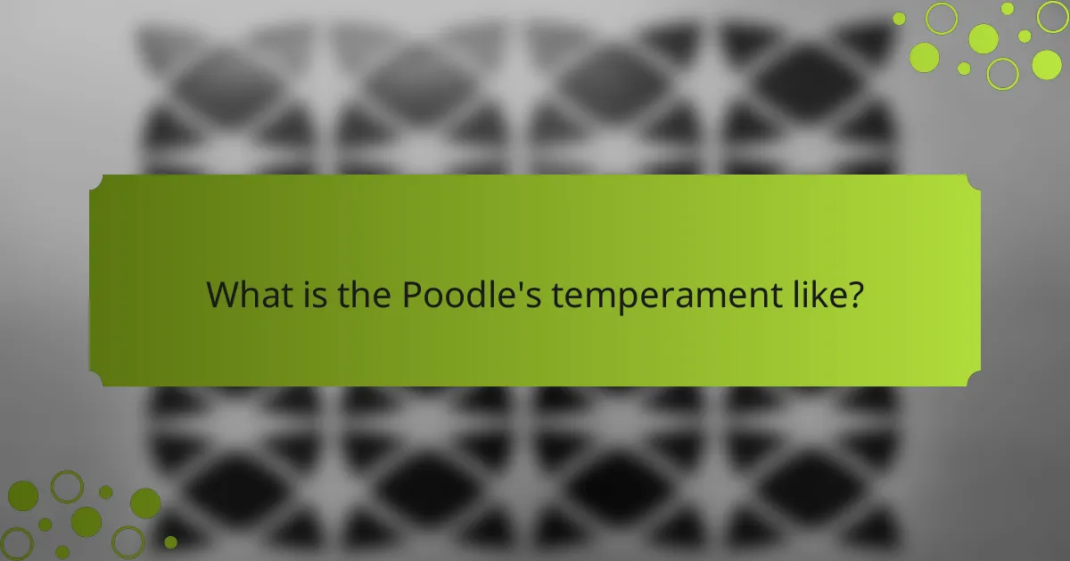 What is the Poodle's temperament like?